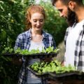 窓辺を彩る観葉植物のコーディネート術と選び方
