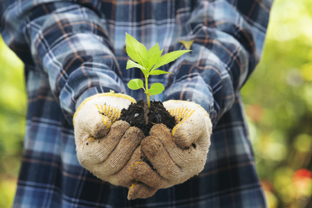 雑草が生い茂る原因とその背景にある環境要因とは