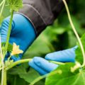 公園風ガーデンに適した日本の代表的な植物選びと植栽計画