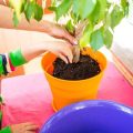 冬のガーデニングにおける基本的な植物の越冬準備・管理方法とは