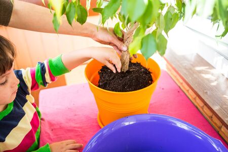 冬のガーデニングにおける基本的な植物の越冬準備・管理方法とは
