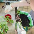 日本の季節と在来植物の関係性を紐解く