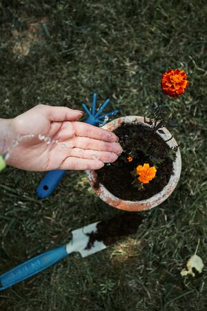 マンション・ベランダガーデンで楽しむ春の植え替え術