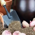 春に植え替えが必要な代表的な植物とその理由