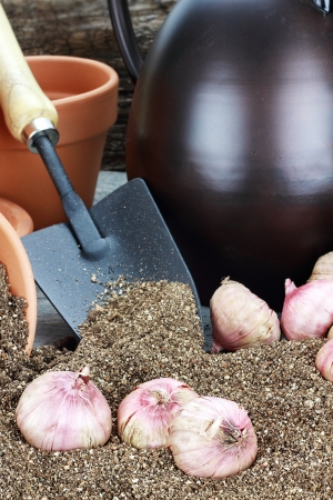 春に植え替えが必要な代表的な植物とその理由