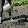 日本の四季を活かした植物の水やり：春夏秋冬の上手な水やり術