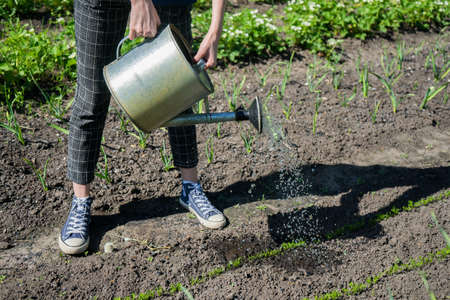 日本の四季を活かした植物の水やり：春夏秋冬の上手な水やり術