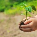 観葉植物とインテリアグリーンがもたらす風水効果とは？日本の家に合う植物選びのポイント