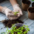 シンプルモダンな日本式インテリアと観葉植物の風水的アレンジ例