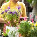 石と植物の調和：和庭で楽しむロックガーデン