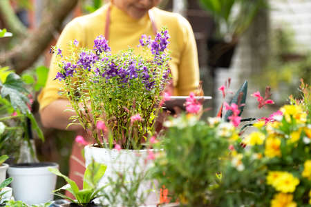 石と植物の調和：和庭で楽しむロックガーデン