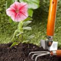 和の美学を引き立てる坪庭の植物選びと配置の工夫