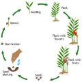 梅雨や猛暑など、日本特有の天候が植物の水やりに与える影響