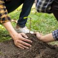 日本家庭で人気の観葉植物ベスト10とその魅力