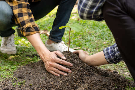 日本家庭で人気の観葉植物ベスト10とその魅力