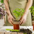 日本の伝統家屋と現代住宅に合う観葉植物の選び方