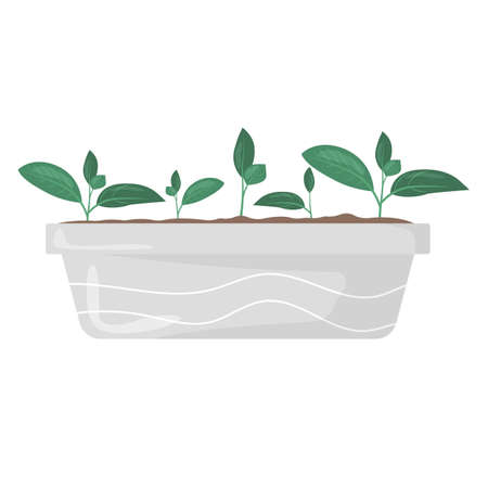 弱った植物を回復させるための基本ケア