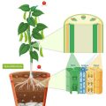 ベランダでできる人気野菜のプランター栽培法とポイント