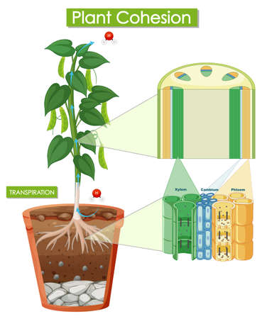 ベランダでできる人気野菜のプランター栽培法とポイント
