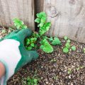 四季折々の気候に合わせた日本の室内環境での植物選定ガイド