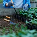 リビングや玄関におすすめの風水観葉植物と、その配置方法