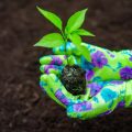 初心者におすすめの観葉植物と育て方のポイント