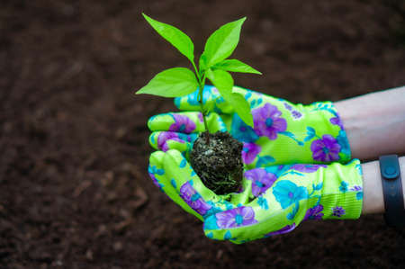初心者におすすめの観葉植物と育て方のポイント