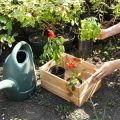 日本の在来種を使った蜜源植物の選び方と植栽デザイン