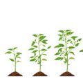在来草花で作る四季の変化を楽しむ庭