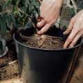 日本の伝統野菜を育てよう：初心者向けおすすめベスト10