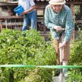 観葉植物を長持ちさせる剪定・植え替えのタイミングと方法