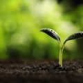 天敵生物との共存を目指す無農薬庭づくりのコツ