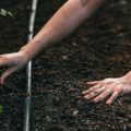 初心者向け観葉植物の基本：選び方から始めるインテリアグリーンの第一歩