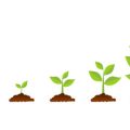観葉植物とインテリアグリーンの違いと特徴を徹底解説