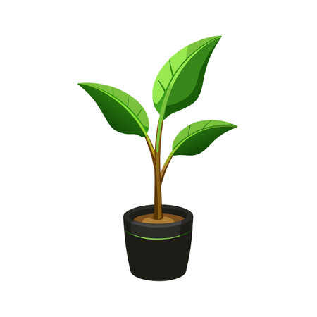 おすすめの観葉植物ベスト５