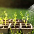 剪定ミスで弱った植物の立ち直らせ方と成長促進テクニック