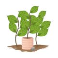 寒冷地向けガーデナー必見！耐寒性植物の選び方と冬季の育て方