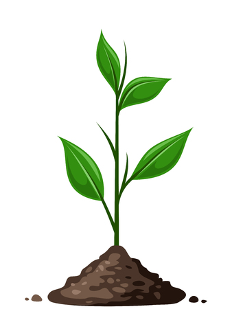 日当たり・季節感を活かした植物選び