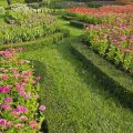 収穫量を最大限にするための家庭菜園のコツとタイミング管理