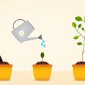 夏の寄せ植えを彩るおすすめの花とメンテナンス方法