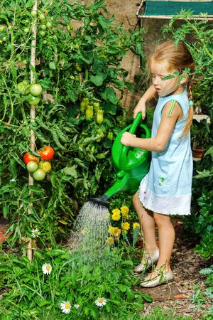 和風庭園に適した植物の種類とその魅力