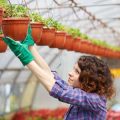 ベランダ・バルコニーでの日当たりを最大限に活かす植物配置術