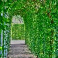 おしゃれなベランダを実現する吊り下げプランターの選び方と配置テクニック