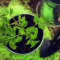 日本の四季に合わせた寄せ植えのコツと作り方