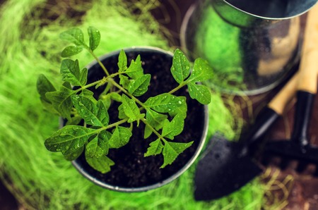 日本の四季に合わせた寄せ植えのコツと作り方