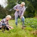 四季を楽しむための寄せ植えカラーコーディネートの基本と実践