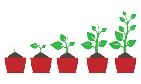 育てやすい観葉植物ランキング