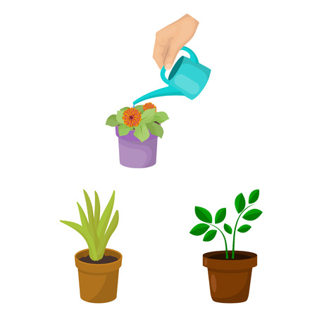 おすすめの節水型植物の種類