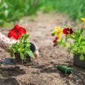 観葉植物の土選びと植え替えのタイミング・やり方解説