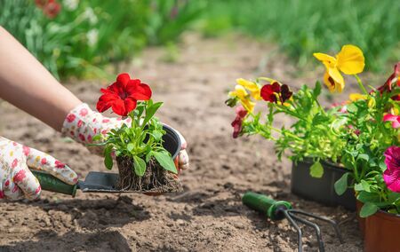 観葉植物の土選びと植え替えのタイミング・やり方解説